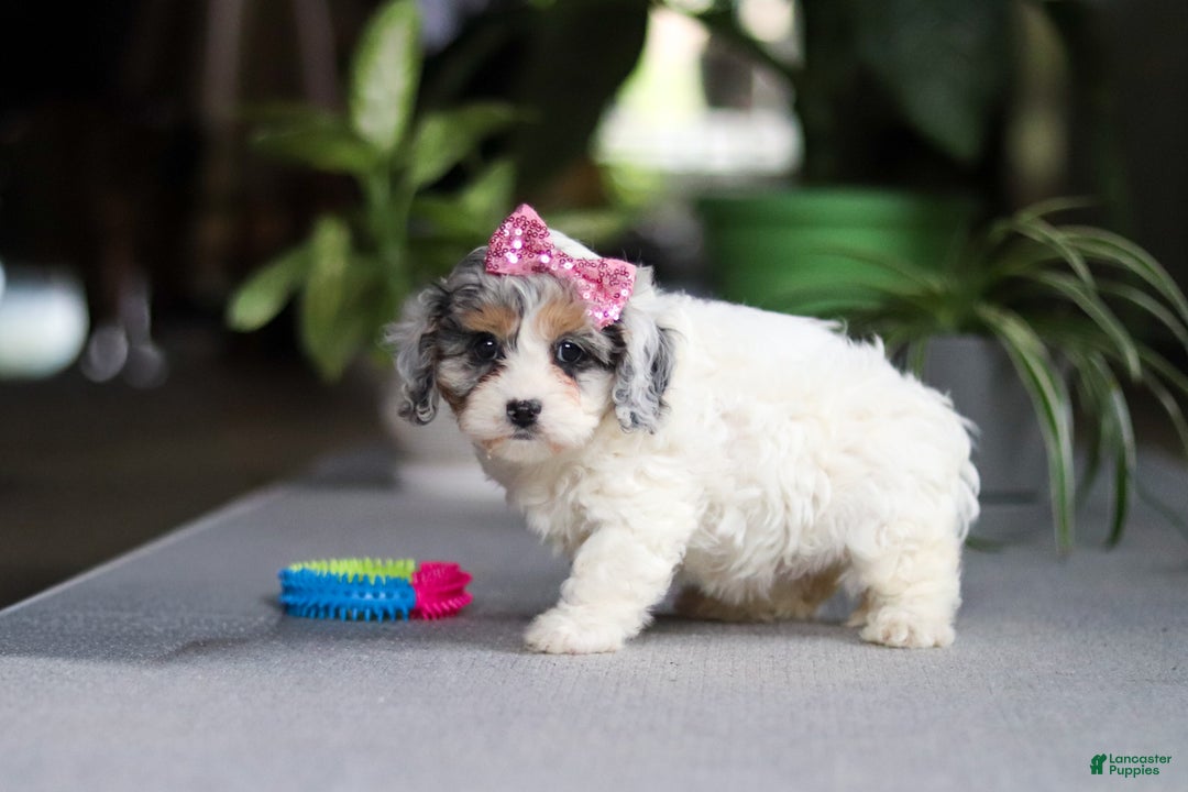 Cavapoo dogs for sale: Sarah - Ad 2