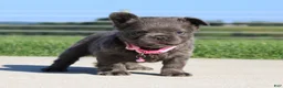 French Bulldog dogs for sale: Bella - Ad 2