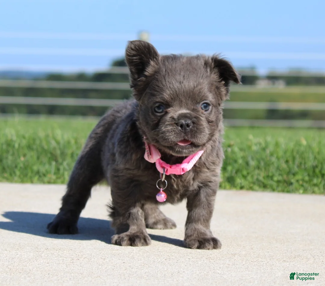 French Bulldog dogs for sale: Bella - Ad 2