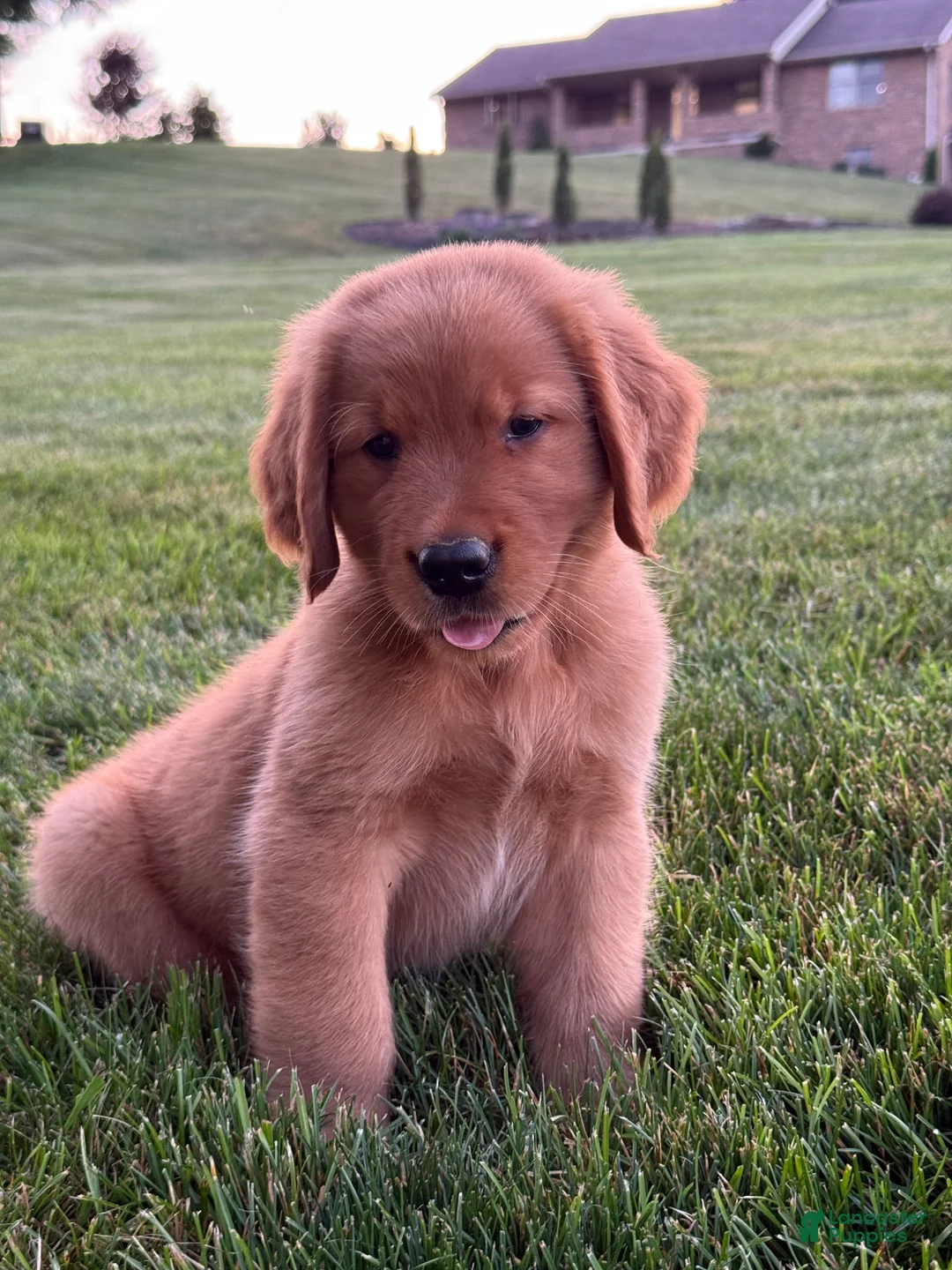 Golden Retriever dogs for sale: Charlie  - Ad 2