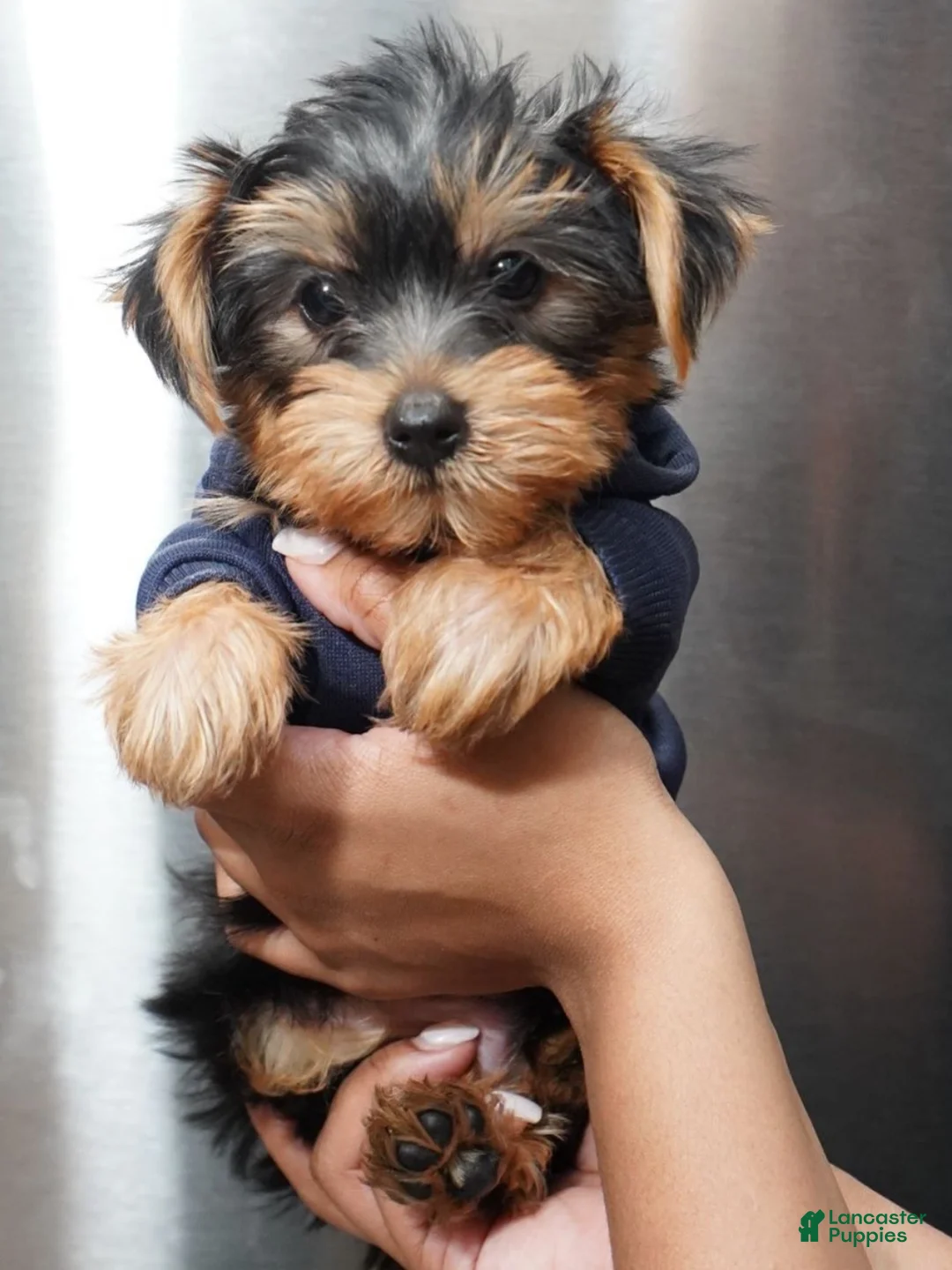 Yorkshire Terrier dogs for sale: Winter  - Ad 2