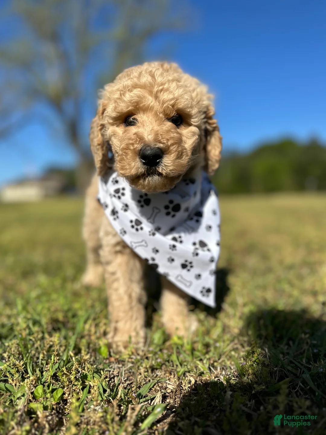 Goldendoodle dogs for sale: Goldendoodle Puppy 3 - Mo - Grey Collar - Ad 1