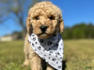 Goldendoodle dogs Goldendoodle Puppy 3 - Mo - Grey Collar - Ad 25