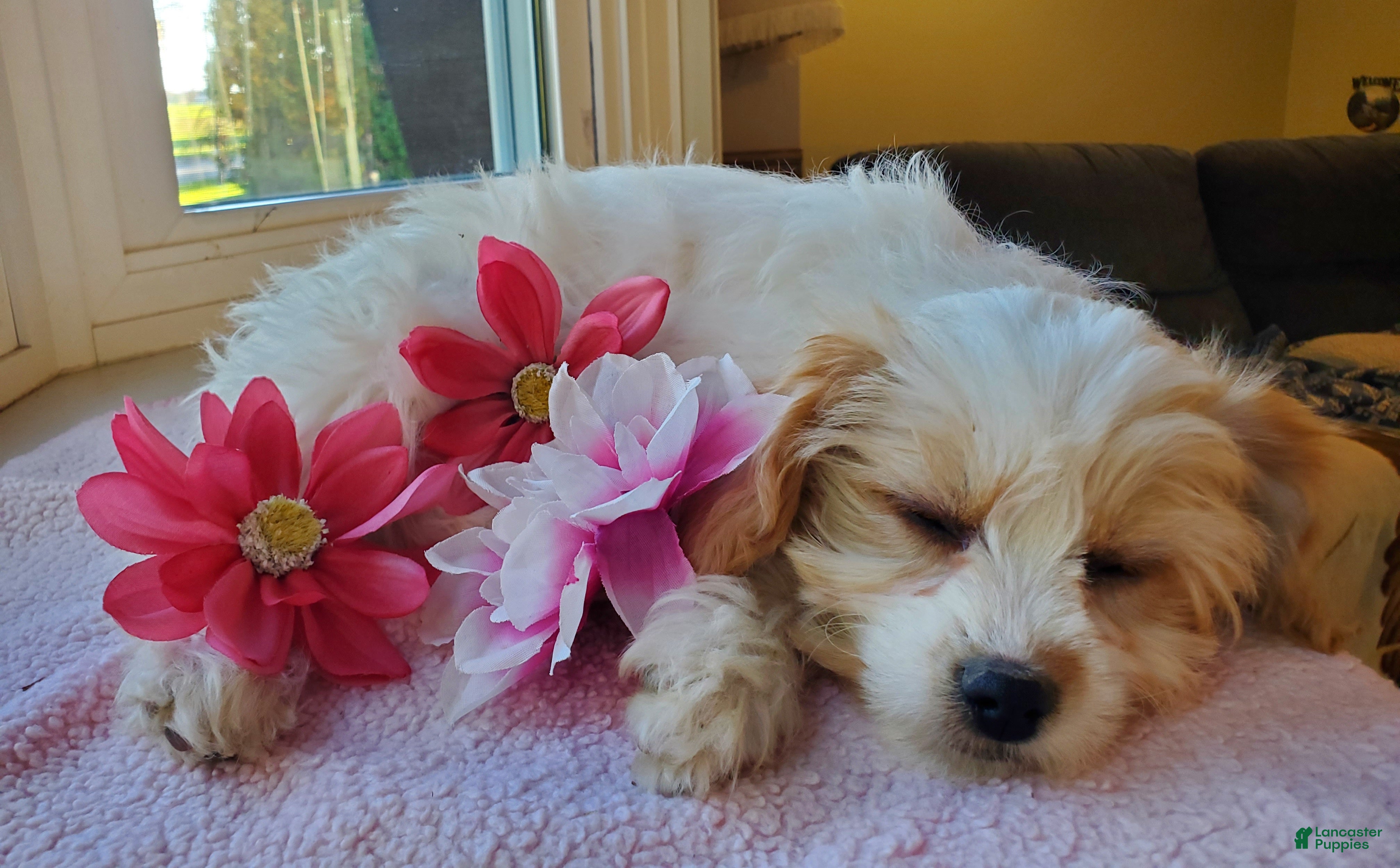Cavachon dogs for sale: Blizzard - Ad 2