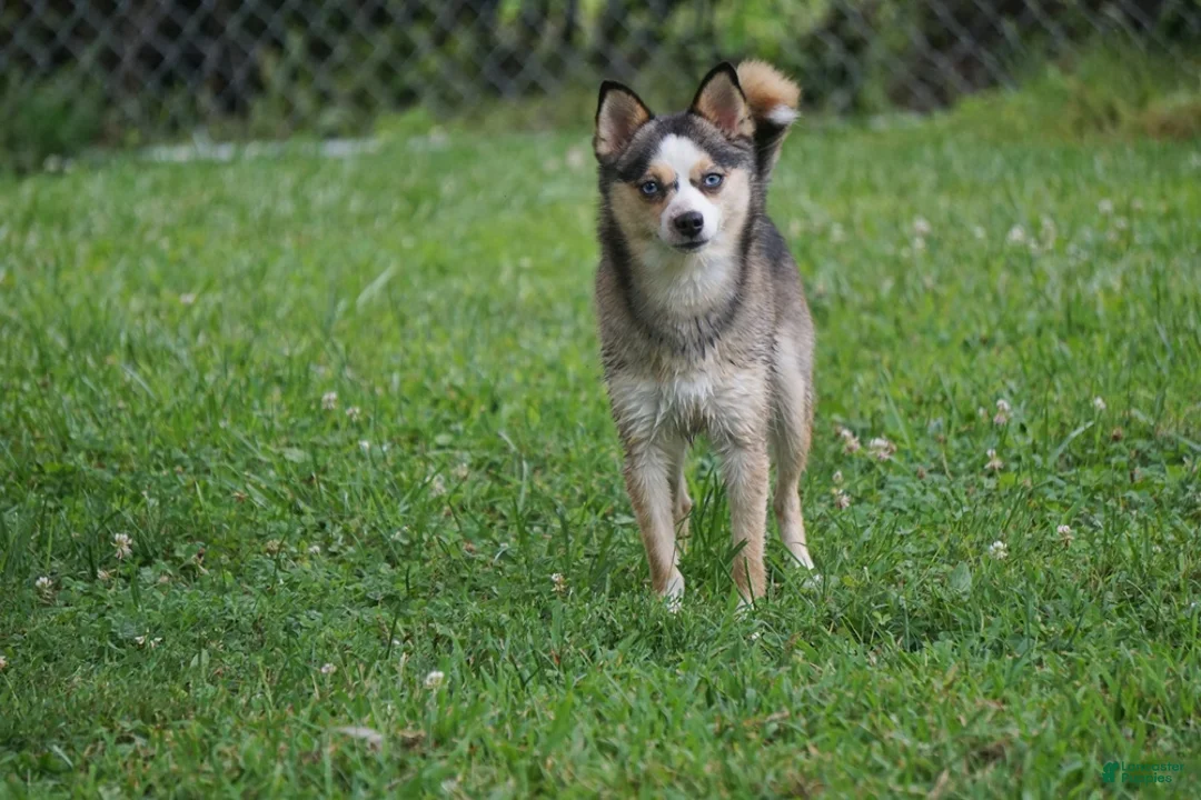 Pomsky dogs for sale: Presley - Small Girl - Ad 10