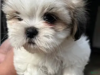 Shih Tzu dogs Sol - Ad 27