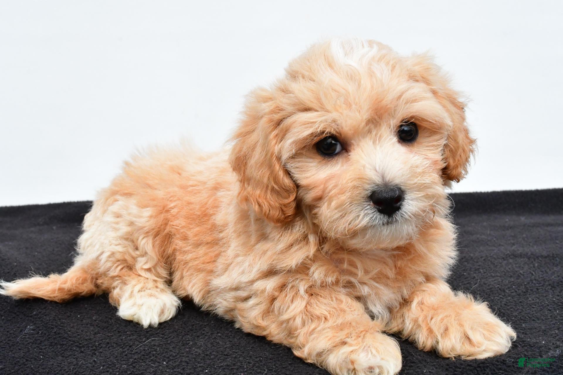 Maltipoo dogs Benny - Ad 2