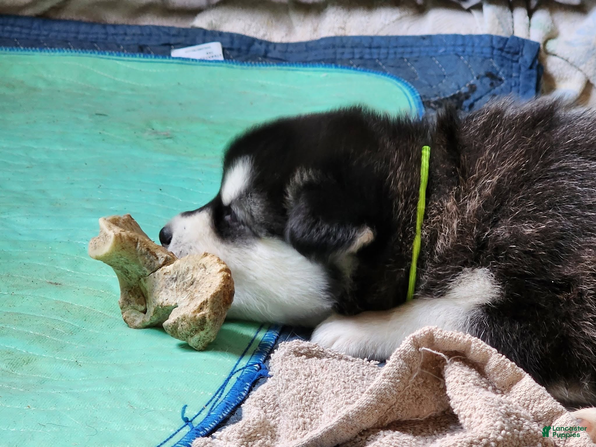 Alaskan Malamute dogs Meet Onyx, she is an akc Alaskan Malamute. She is lovable and also spunky.  - Ad 2