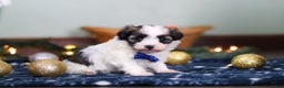 Havanese dogs for sale: Jaspher - Ad 3