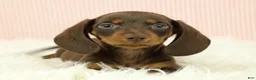 Miniature Dachshund dogs for sale: Loki 🦔 - Ad 11
