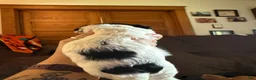 Mixed Breed dogs for sale: Mia - Ad 10