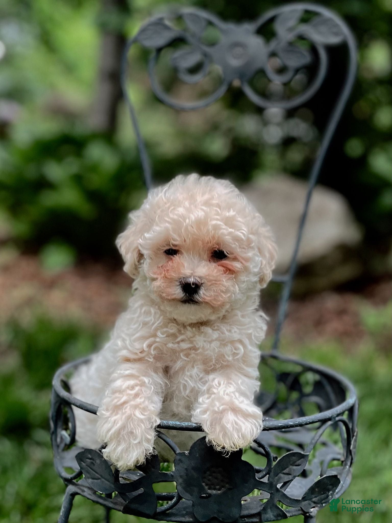 Maltipoo dogs for sale: Maltipoo Puppy 4 - Ad 1