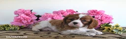 Cavalier King Charles Spaniel dogs for sale: Carmel - Ad 5