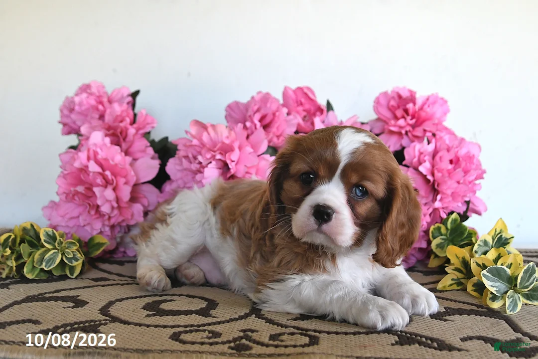 Cavalier King Charles Spaniel dogs for sale: Carmel - Ad 5
