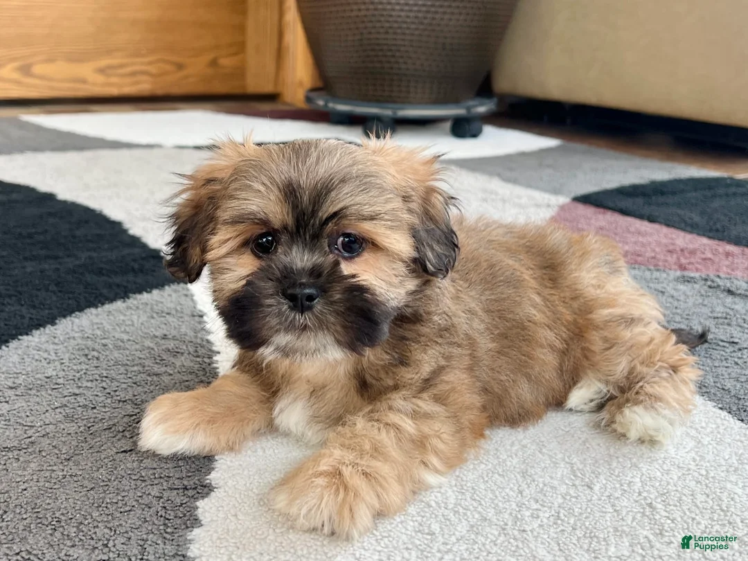 Lhasa Apso dogs for sale: Loki - Ad 3