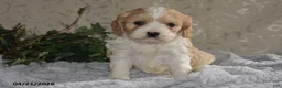 Cavapoo dogs for sale: Lawayne - Ad 1