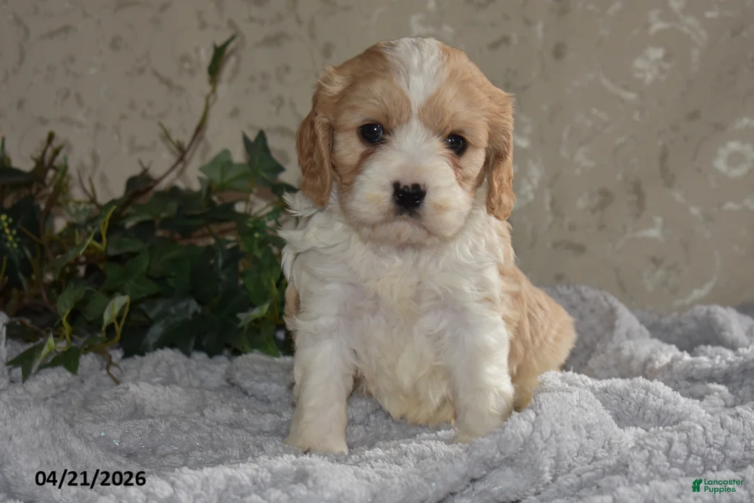 Cavapoo dogs for sale: Lawayne - Ad 1