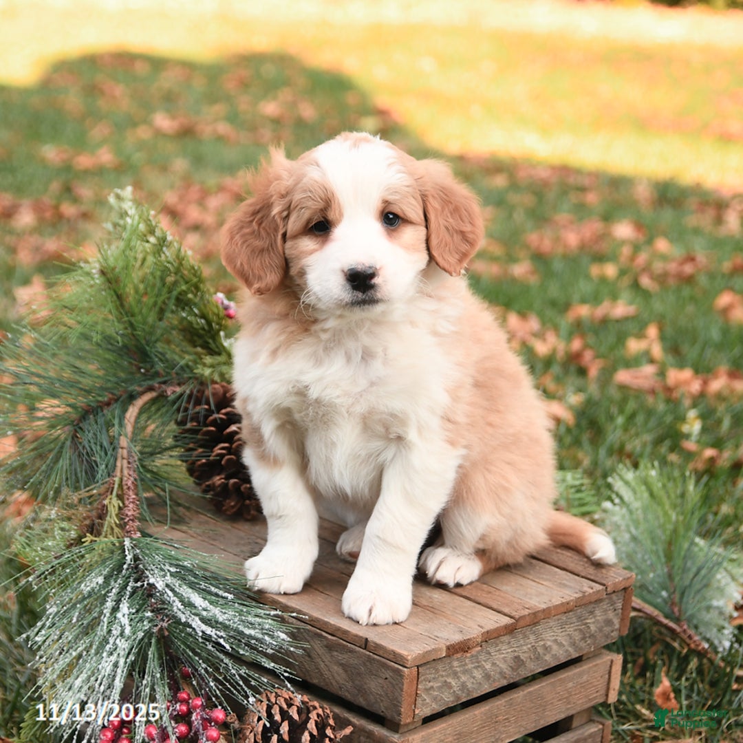 Mini Bernedoodle dogs for sale: Tessa - Ad 4