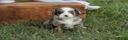 Mini Bernedoodle dogs for sale: Maya Mini Bernedoodle  - Ad 13