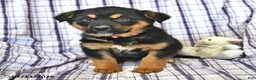 Mixed Breed dogs for sale: Willow  - Ad 5