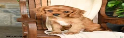 Cavalier King Charles Spaniel dogs for sale: Carmel - Ad 5