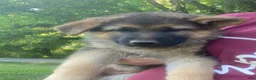 German Shepherd dogs for sale: Bella - Ad 4