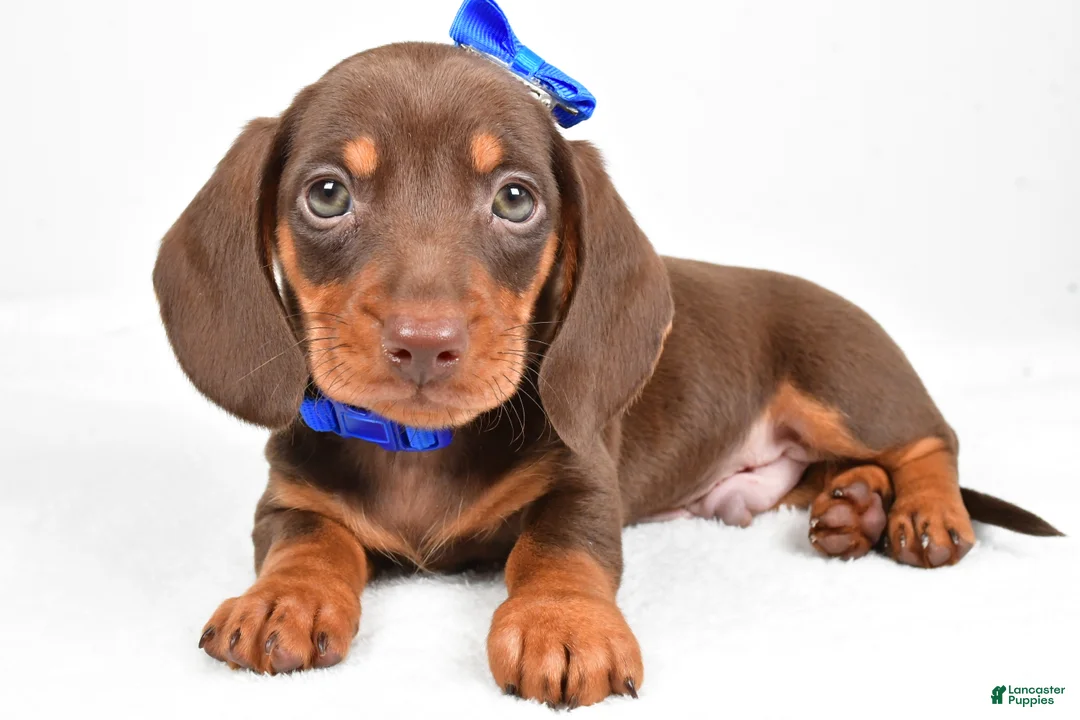 Miniature Dachshund dogs for sale: Teddy - Ad 3