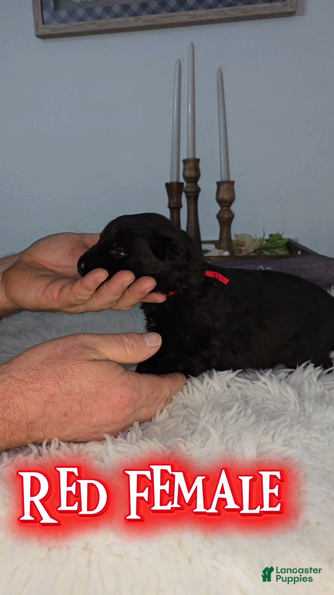 German Shepherd dogs Solid Black long hair Female Red - Ad 2