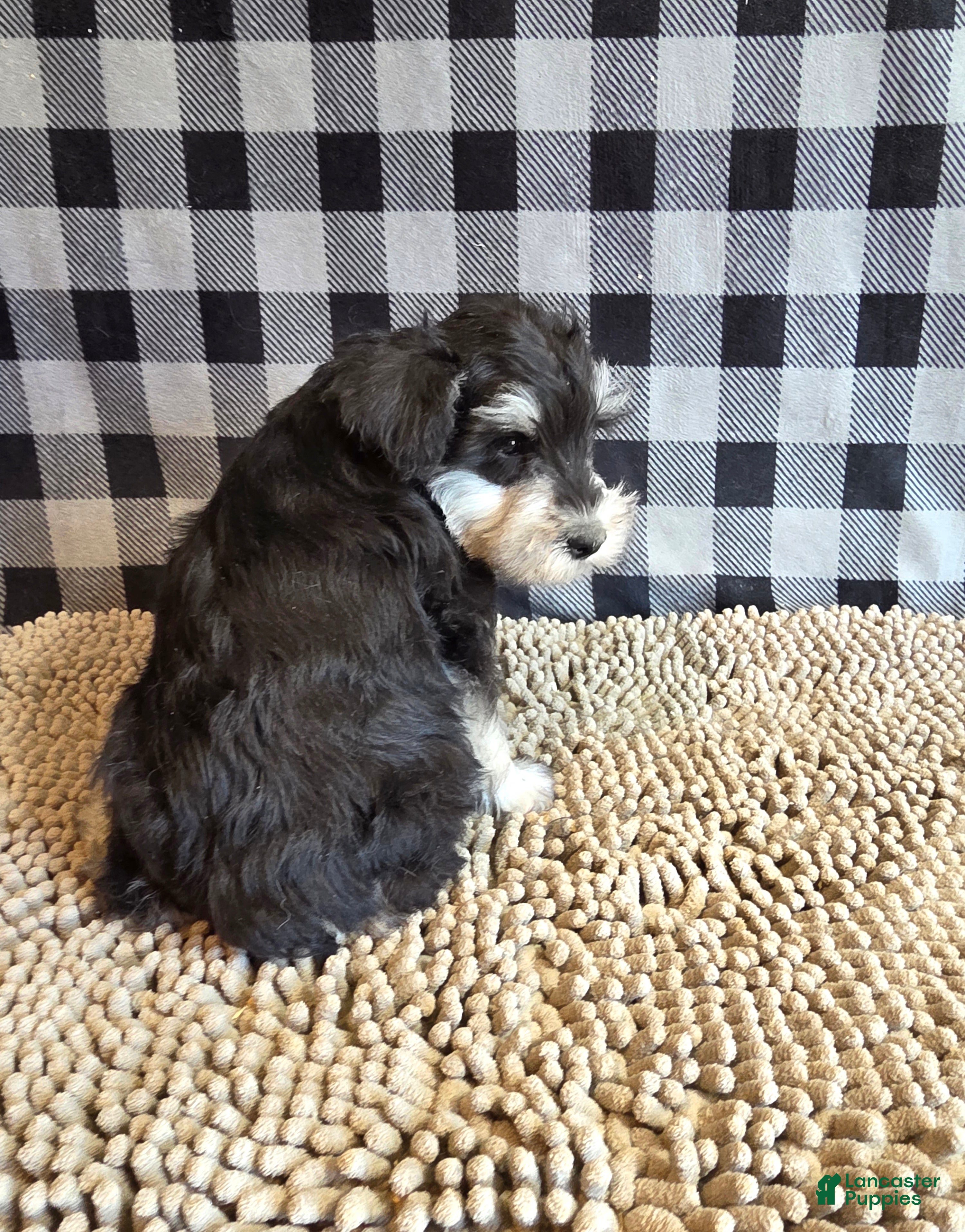 Miniature Schnauzer dogs Sarge - Ad 1