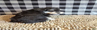Sarge