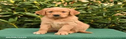 Golden Retriever dogs for sale: Nugget - Ad 3