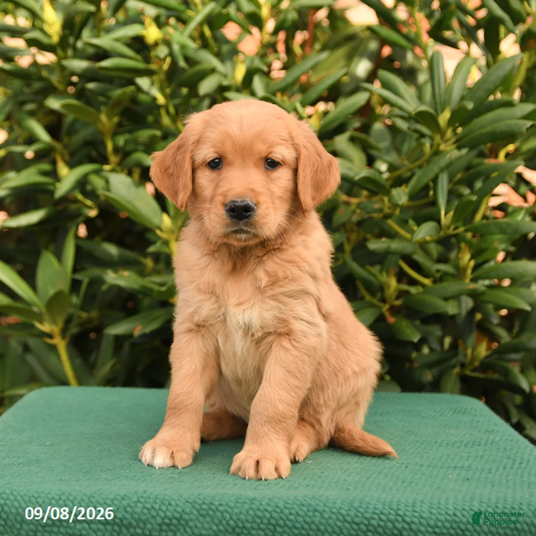 Golden Retriever dogs for sale: Nugget - Ad 3