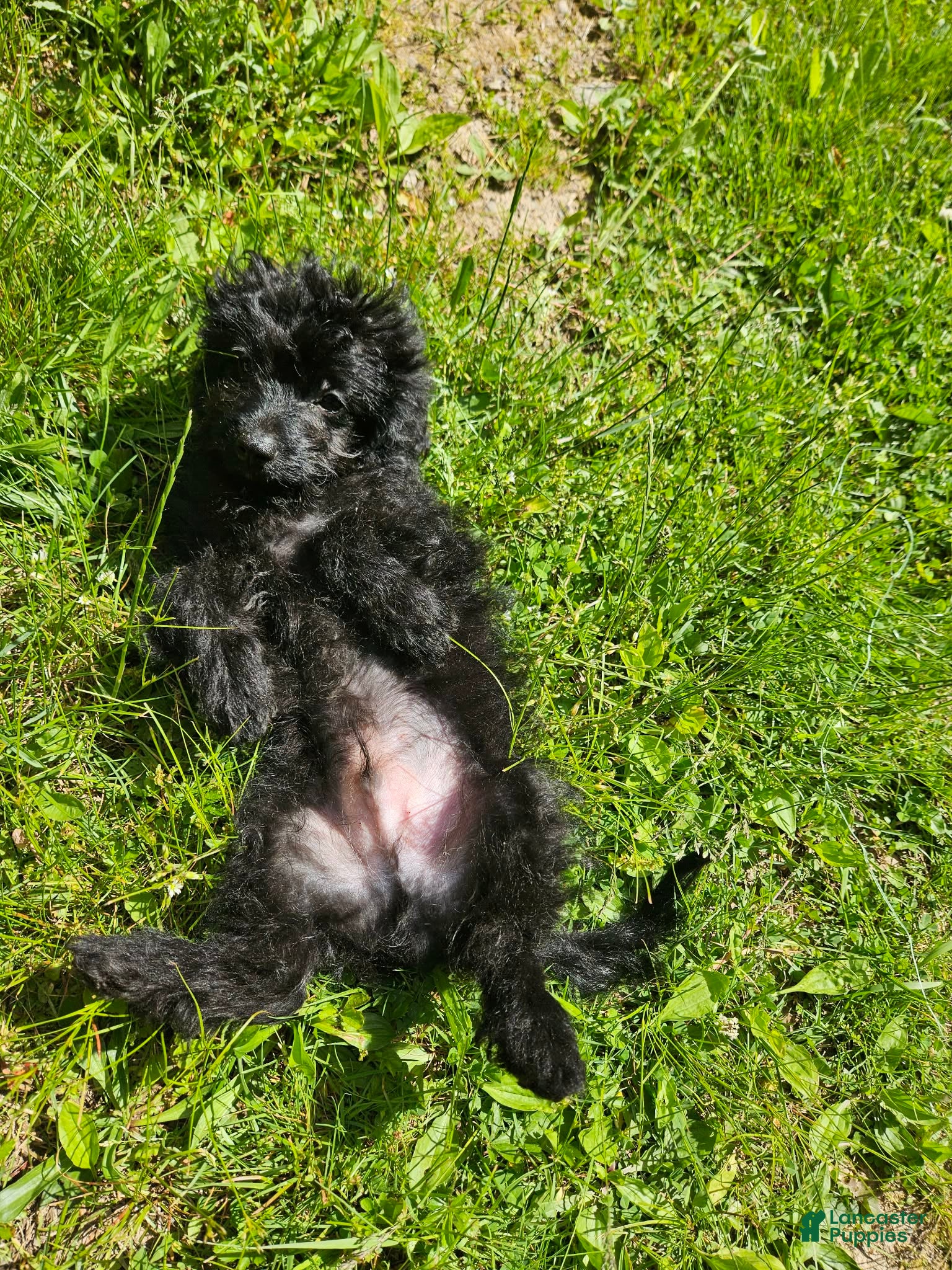Pomapoo dogs Onyx  - Ad 1