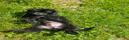 Pomapoo dogs for sale: Onyx  - Ad 1