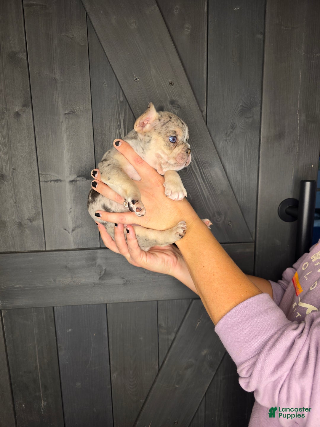 French Bulldog dogs for sale: French Bulldog Puppy 3 - Ad 7