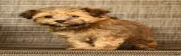 Havapoo dogs for sale: Missy - Ad 9