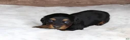 Miniature Dachshund dogs for sale: Puppy Lacy - Ad 2