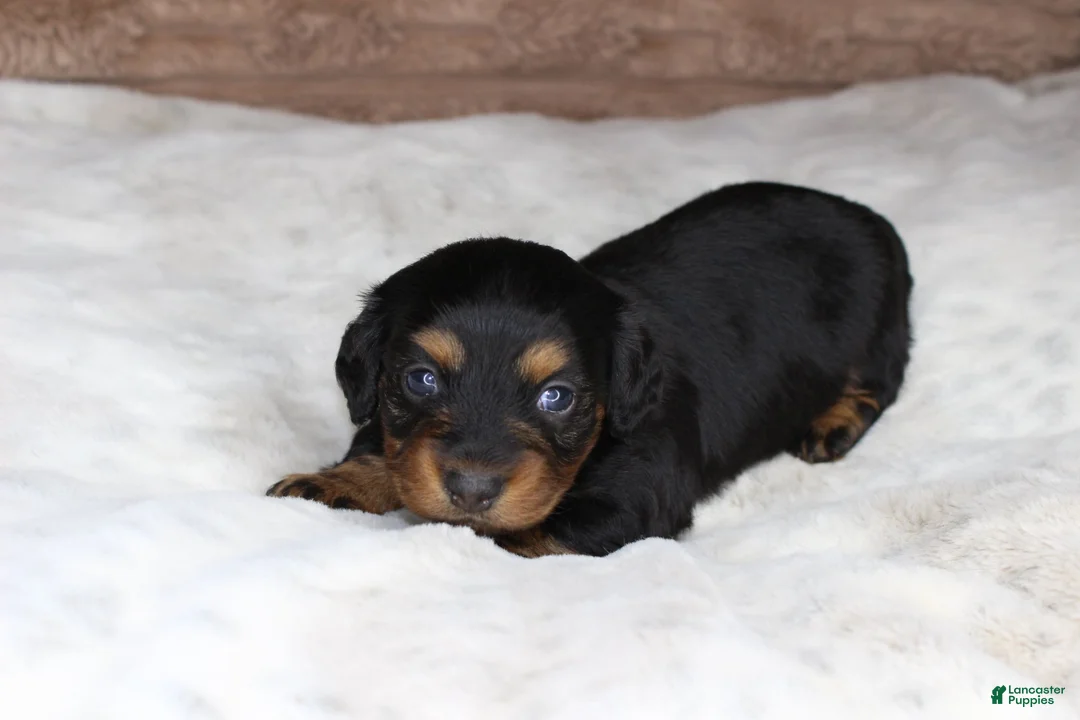 Miniature Dachshund dogs for sale: Puppy Lacy - Ad 2
