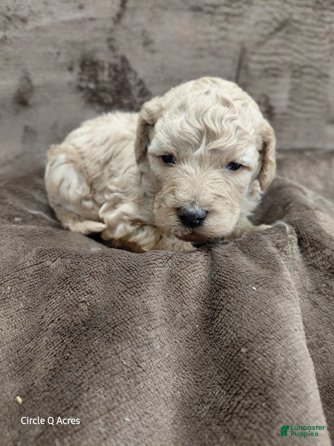Mini Goldendoodle dogs for sale: Daisy - Ad 2