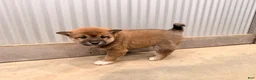 Shiba Inu dogs for sale: Shiba Inu Puppy 1 - Ad 3