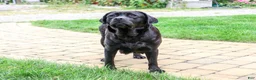Labrador Retriever dogs for sale: Sapphire - Ad 6