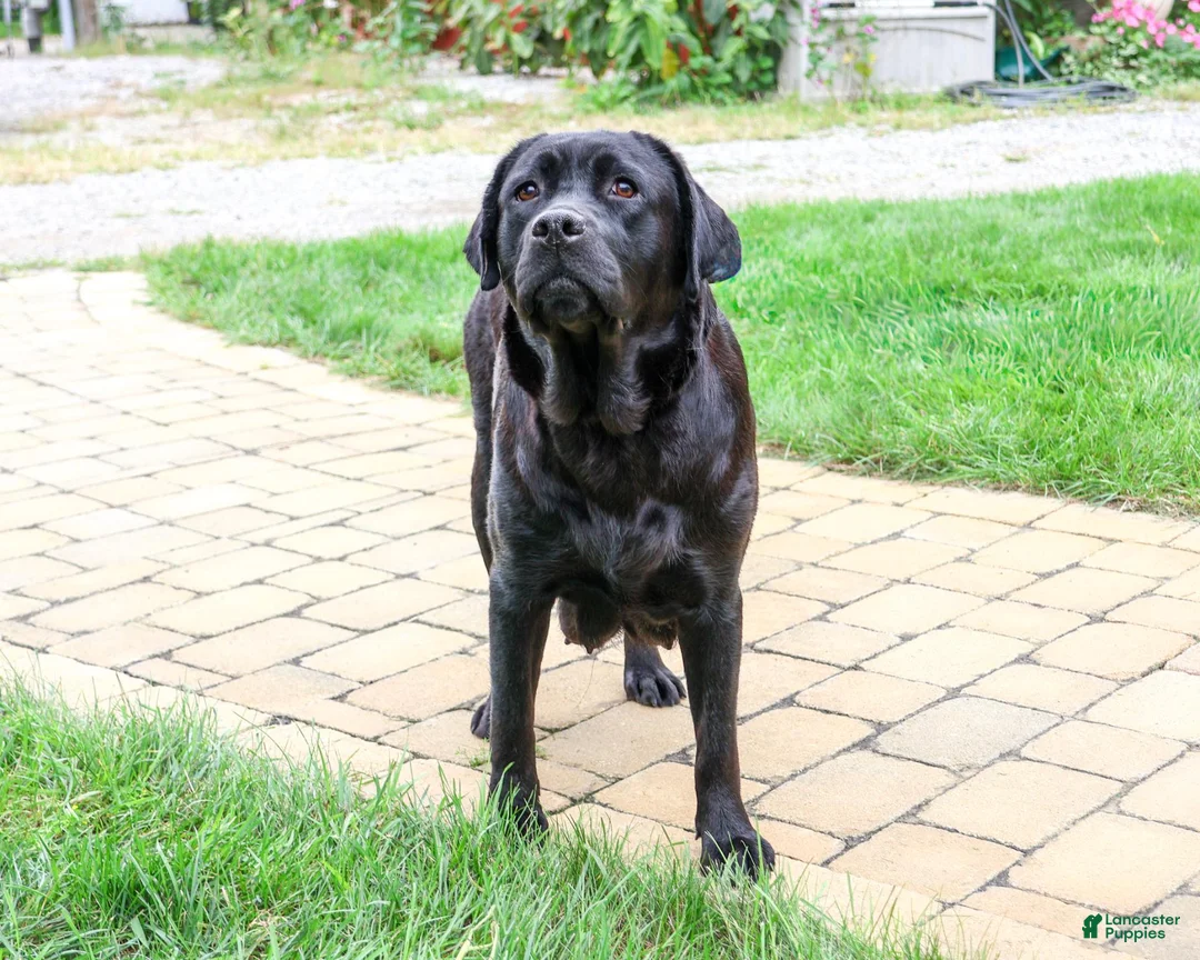 Labrador Retriever dogs for sale: Sapphire - Ad 6