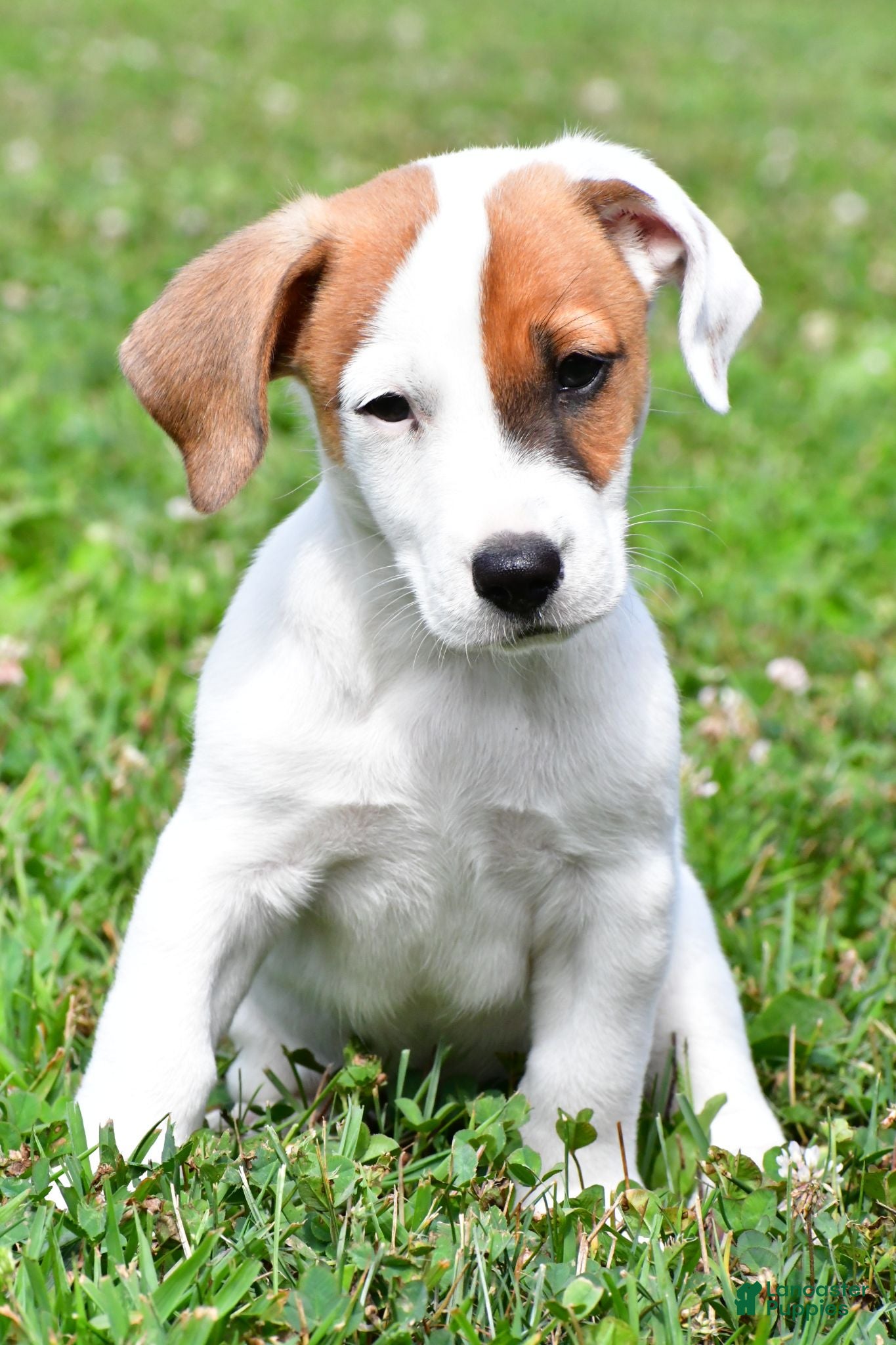 Jack Russell Terrier dogs Buster - Ad 2