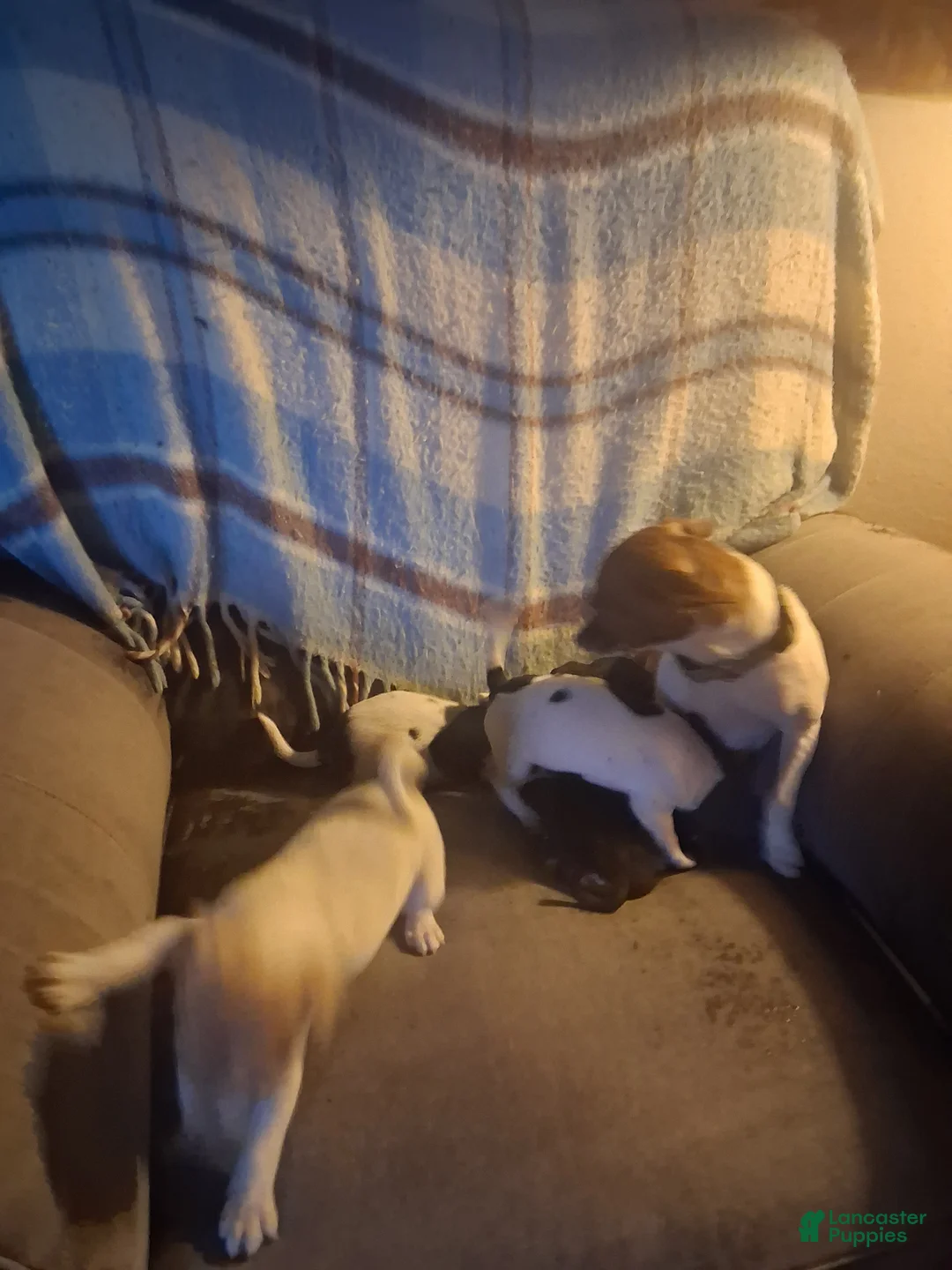 Mixed Breed dogs for sale: Mixed Breed Puppy 1 - Ad 2