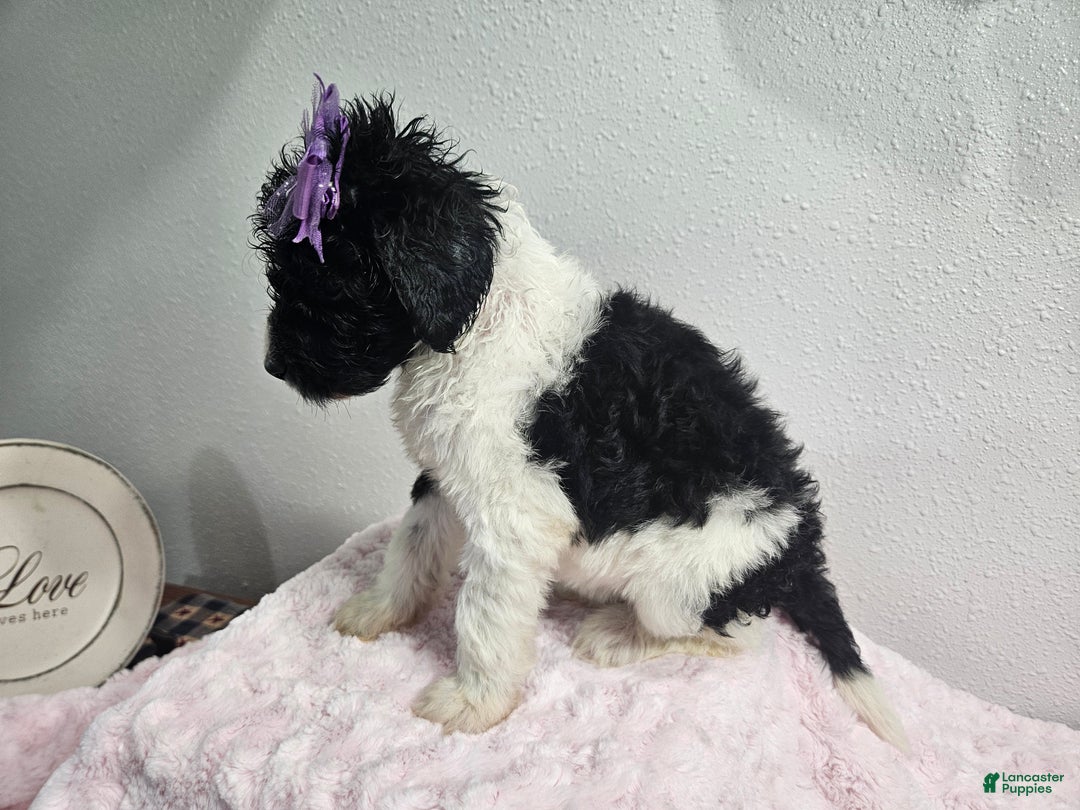 Goldendoodle dogs for sale: Kelly  - Ad 2