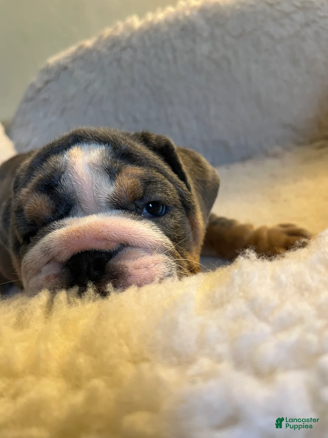English Bulldog dogs for sale: English Bulldog Puppy 5 - Ad 1