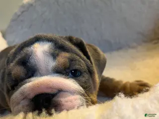 English Bulldog dogs English Bulldog Puppy 5 - Ad 34