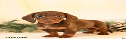 Miniature Dachshund dogs for sale: Corinne - Ad 3