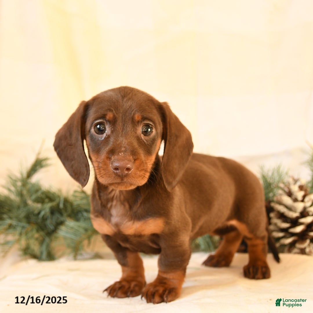 Miniature Dachshund dogs for sale: Corinne - Ad 3