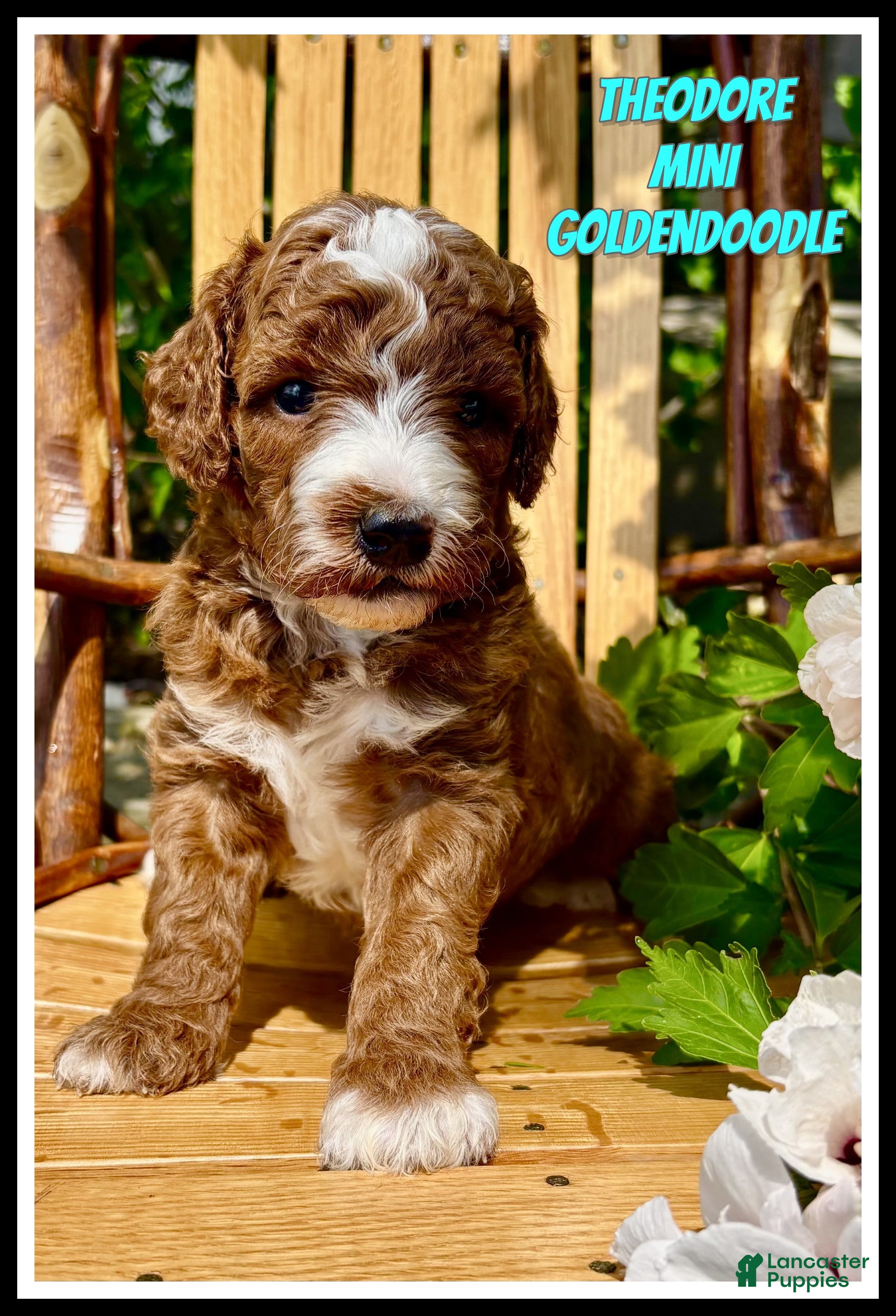 Mini Goldendoodle dogs for sale: Theodore - Ad 2